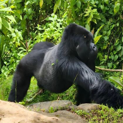 卢旺达6日5晚私家团 卢旺达6日5晚私家团