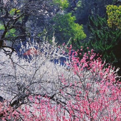 国清寺+天台山大瀑布+琼台仙谷景区+神仙居+台州府城墙+紫阳街4日3晚自由行 国清寺+天台山大瀑布+琼台仙谷景区+神仙居+台州府城墙+紫阳街4日3晚自由行