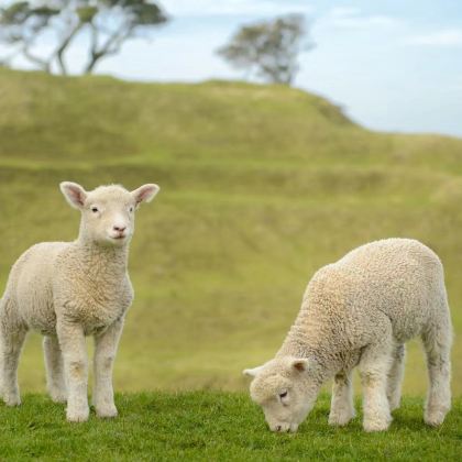 新西兰8日跟团游 新西兰8日跟团游