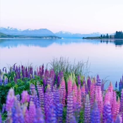 新西兰南岛+北岛12日11晚拼小团 新西兰南岛+北岛12日11晚拼小团