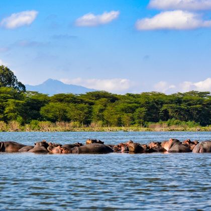 肯尼亚内罗毕+安博塞利+马赛马拉国家保护区+奈瓦沙10日9晚半自助游