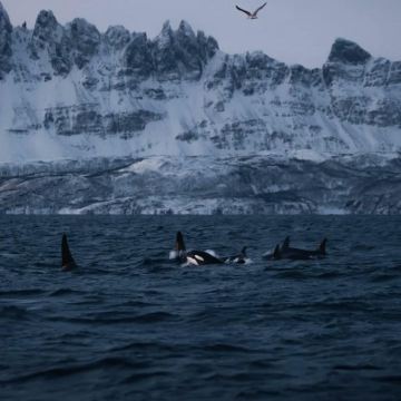 挪威+瑞典+芬兰12日11晚私家团 挪威+瑞典+芬兰12日11晚私家团