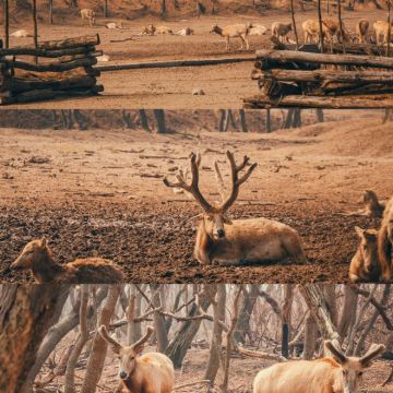 盐城中华麋鹿园+丹顶鹤湿地生态旅游区+黄海森林公园3日2晚私家团 盐城中华麋鹿园+丹顶鹤湿地生态旅游区+黄海森林公园3日2晚私家团