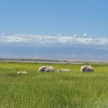 肯尼亚内罗毕+马赛马拉国家保护区+纳库鲁+安波塞利国家公园+奈瓦沙8日7晚拼小团 肯尼亚内罗毕+马赛马拉国家保护区+纳库鲁+安波塞利国家公园+奈瓦沙8日7晚拼小团