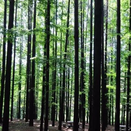 淄博+黄花溪+沂蒙山旅游区沂山景区+仰天山国家森林公园3日2晚私家团 淄博+黄花溪+沂蒙山旅游区沂山景区+仰天山国家森林公园3日2晚私家团