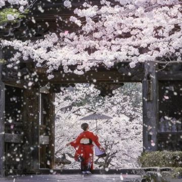 日本熊本+黑川温泉+福冈7日6晚私家团 日本熊本+黑川温泉+福冈7日6晚私家团