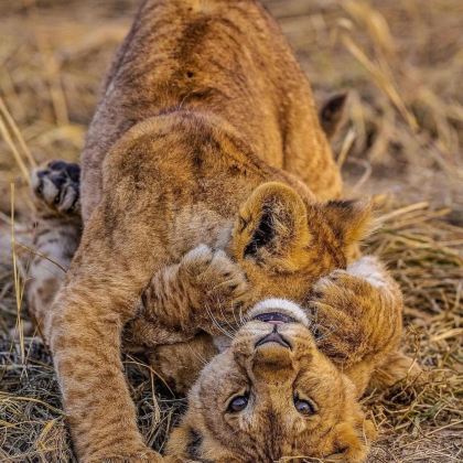 肯尼亚+坦桑尼亚+乌干达+塞舌尔16日15晚私家团 肯尼亚+坦桑尼亚+乌干达+塞舌尔16日15晚私家团