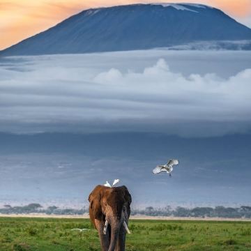 肯尼亚内罗毕+安博塞利+马赛马拉国家公园+奈瓦沙+纳库鲁10日8晚私家团 肯尼亚内罗毕+安博塞利+马赛马拉国家公园+奈瓦沙+纳库鲁10日8晚私家团