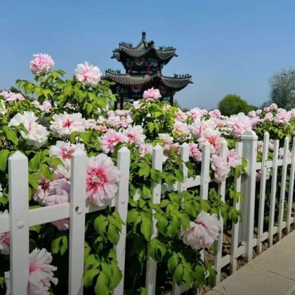 菏泽曹州牡丹园+老城曹州+曹县八里湾风景区2日1晚私家团