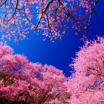 日本6日私家团 日本6日私家团
