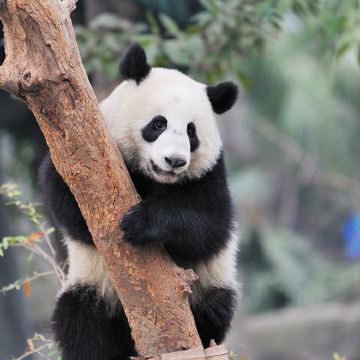 成都+九寨沟+黄龙风景名胜区+成都大熊猫繁育研究基地+三星堆博物馆4日3晚跟团游 成都+九寨沟+黄龙风景名胜区+成都大熊猫繁育研究基地+三星堆博物馆4日3晚跟团游