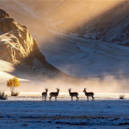 青海西宁+可可西里国家级自然保护区+昆仑山口+青海湖景区+茶卡盐湖+水上雅丹6日5晚私家团 青海西宁+可可西里国家级自然保护区+昆仑山口+青海湖景区+茶卡盐湖+水上雅丹6日5晚私家团