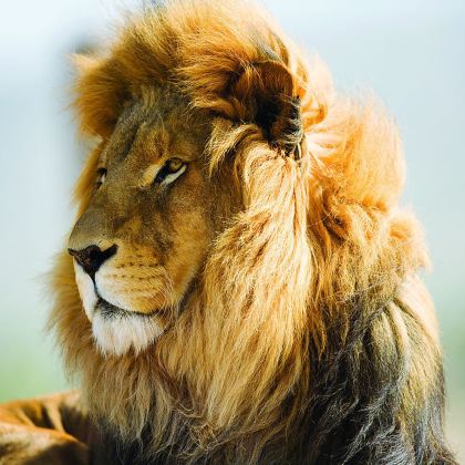 肯尼亚+津巴布韦+赞比亚+博茨瓦纳12日9晚跟团游 肯尼亚+津巴布韦+赞比亚+博茨瓦纳12日9晚跟团游