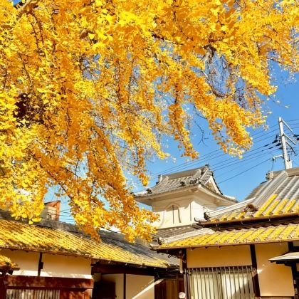 日本东京+大阪10日9晚自由行 日本东京+大阪10日9晚自由行