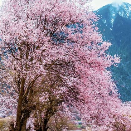 林芝+来古冰川+南迦巴瓦峰+波密桃花沟6日5晚私家团 林芝+来古冰川+南迦巴瓦峰+波密桃花沟6日5晚私家团