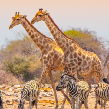 纳米比亚温得和克+纳米布沙漠+鲸湾港+死亡谷+埃托沙国家公园10日8晚拼小团 纳米比亚温得和克+纳米布沙漠+鲸湾港+死亡谷+埃托沙国家公园10日8晚拼小团