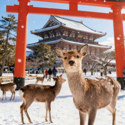 日本大阪+京都+奈良5日4晚私家团 日本大阪+京都+奈良5日4晚私家团