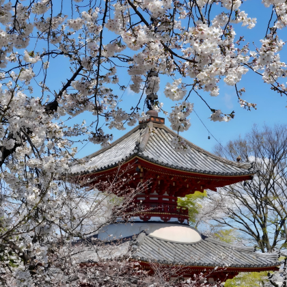 日本大阪+京都+奈良市6日5晚跟团游 日本大阪+京都+奈良市6日5晚跟团游