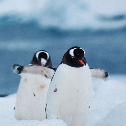 南极洲+阿根廷+巴西+秘鲁+智利+乌拉圭34日跟团游 南极洲+阿根廷+巴西+秘鲁+智利+乌拉圭34日跟团游