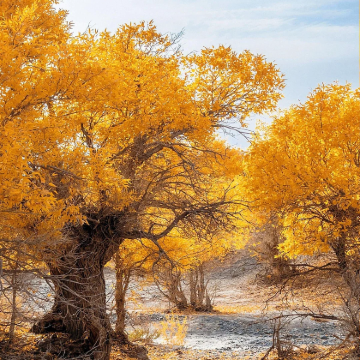 新疆阿勒泰地区+禾木风景区+喀纳斯景区+五彩滩+世界魔鬼城+赛里木湖+独山子大峡谷8日7晚自由行 新疆阿勒泰地区+禾木风景区+喀纳斯景区+五彩滩+世界魔鬼城+赛里木湖+独山子大峡谷8日7晚自由行