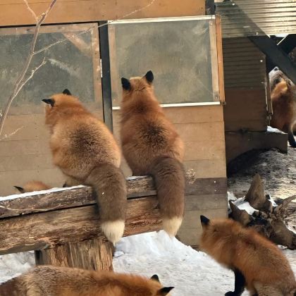 日本山形+秋田+青森+藏王温泉滑雪场+十和田湖+奥入濑溪流+东京10日9晚自由行 日本山形+秋田+青森+藏王温泉滑雪场+十和田湖+奥入濑溪流+东京10日9晚自由行