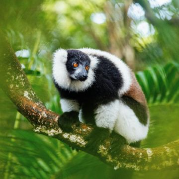 马达加斯加+留尼汪(法属)+毛里求斯+塞舌尔+卡塔尔+埃塞俄比亚19日18晚私家团 马达加斯加+留尼汪(法属)+毛里求斯+塞舌尔+卡塔尔+埃塞俄比亚19日18晚私家团