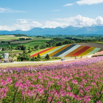 日本北海道札幌+富良野+小樽+洞爷湖町+登别9日8晚私家团 日本北海道札幌+富良野+小樽+洞爷湖町+登别9日8晚私家团