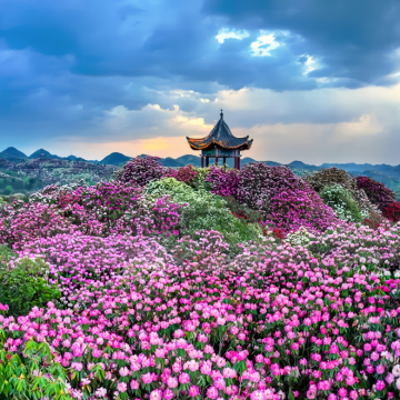 贵州贵阳+百里杜鹃风景区+织金洞+万峰林景区+马岭河峡谷景区5日4晚跟团游 贵州贵阳+百里杜鹃风景区+织金洞+万峰林景区+马岭河峡谷景区5日4晚跟团游