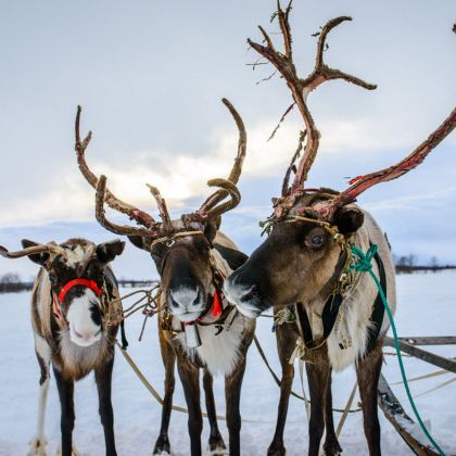 俄罗斯莫斯科+圣彼得堡+摩尔曼斯克8日跟团游 俄罗斯莫斯科+圣彼得堡+摩尔曼斯克8日跟团游