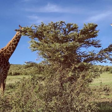 肯尼亚马赛马拉国家保护区9日7晚私家团 肯尼亚马赛马拉国家保护区9日7晚私家团