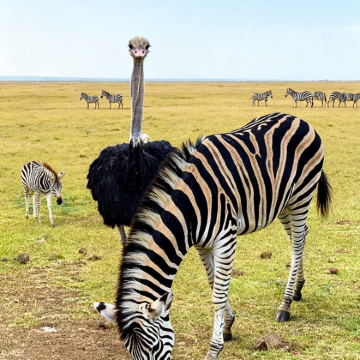 毛里求斯+留尼汪(法属)9日7晚拼小团 毛里求斯+留尼汪(法属)9日7晚拼小团