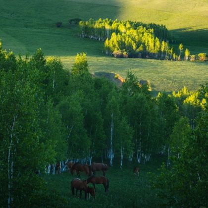 内蒙古呼伦贝尔+呼和浩特11日10晚私家团 内蒙古呼伦贝尔+呼和浩特11日10晚私家团
