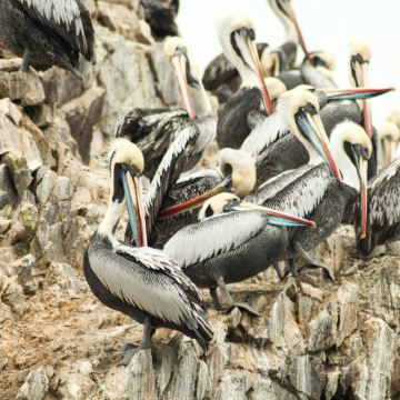 秘鲁鸟岛+库斯科+马丘比丘8日7晚跟团游 秘鲁鸟岛+库斯科+马丘比丘8日7晚跟团游