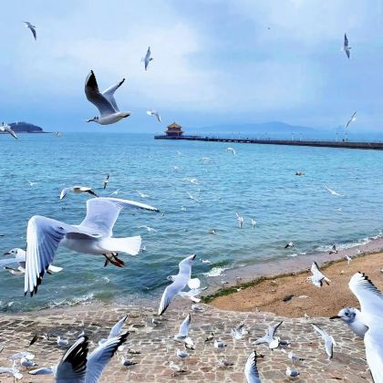 青岛+青岛极地海洋公园4日3晚私家团 青岛+青岛极地海洋公园4日3晚私家团