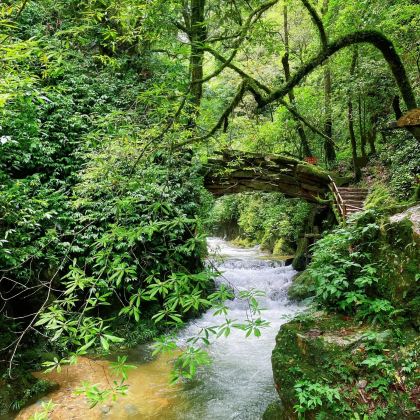 昆明+石林风景区+滇池+云南哀牢山国家级自然保护区5日4晚拼小团 昆明+石林风景区+滇池+云南哀牢山国家级自然保护区5日4晚拼小团