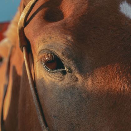 内蒙古呼和浩特+辉腾锡勒草原+响沙湾4日3晚私家团 内蒙古呼和浩特+辉腾锡勒草原+响沙湾4日3晚私家团
