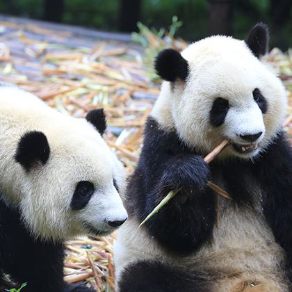 成都+成都大熊猫繁育研究基地+春熙路+宽窄巷子+锦里古街4日3晚自由行 成都+成都大熊猫繁育研究基地+春熙路+宽窄巷子+锦里古街4日3晚自由行