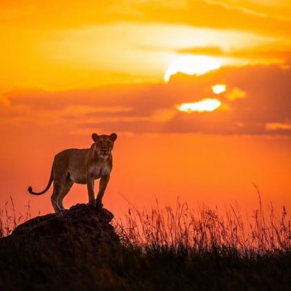 坦桑尼亚塞伦盖蒂+基加利7日6晚跟团游 坦桑尼亚塞伦盖蒂+基加利7日6晚跟团游