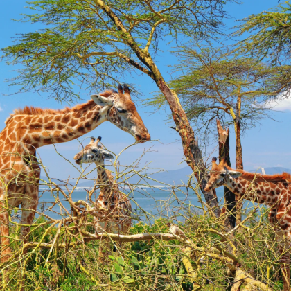 肯尼亚内罗毕+坦桑尼亚12日9晚拼小团 肯尼亚内罗毕+坦桑尼亚12日9晚拼小团