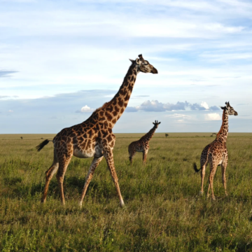 肯尼亚+坦桑尼亚13日12晚私家团 肯尼亚+坦桑尼亚13日12晚私家团