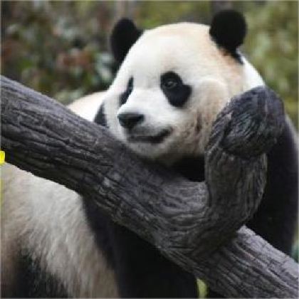 亲近自然·四川卧龙营地6日独立营·深入国家森林公园大熊猫栖息地.与科学家同行.参与重点保护区巡护工作.系统学习野生动物保护.网红熊猫行为观察.保护旗舰物种与栖息地生态平衡调研