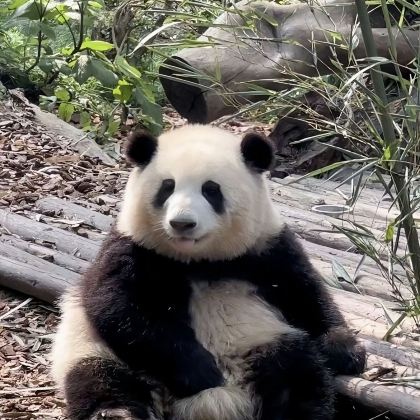成都4日3晚私家团 成都4日3晚私家团