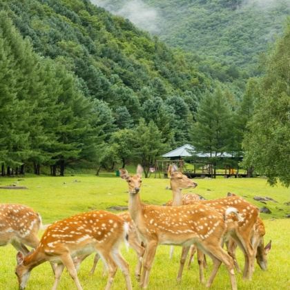 哈尔滨+伊春+汤旺河6日5晚拼小团 哈尔滨+伊春+汤旺河6日5晚拼小团