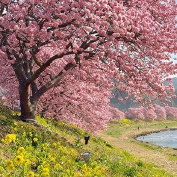 日本福冈+别府+熊本+长崎6日5晚私家团 日本福冈+别府+熊本+长崎6日5晚私家团