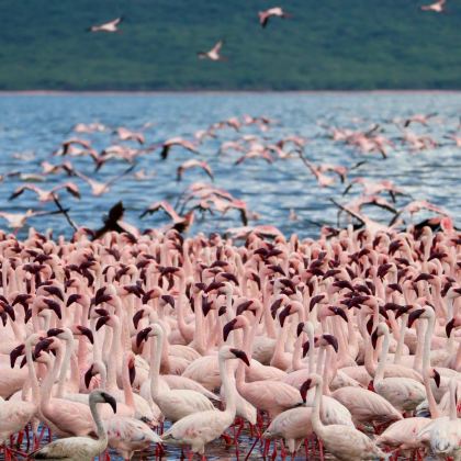 肯尼亚+南非10日9晚私家团 肯尼亚+南非10日9晚私家团