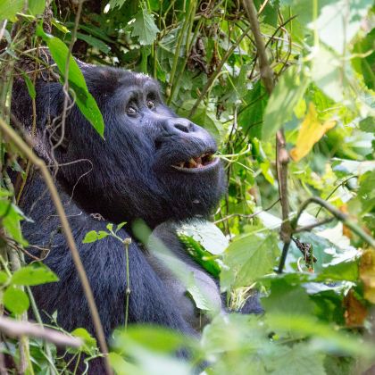 乌干达+卢旺达14日11晚跟团游 乌干达+卢旺达14日11晚跟团游