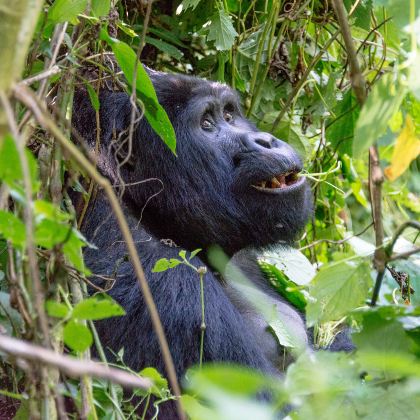 乌干达+卢旺达14日11晚跟团游 乌干达+卢旺达14日11晚跟团游