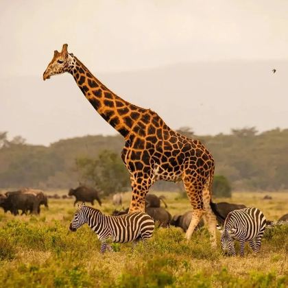 肯尼亚13日11晚拼小团 肯尼亚13日11晚拼小团