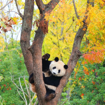 成都+青城山+都江堰+三星堆博物馆5日4晚私家团 成都+青城山+都江堰+三星堆博物馆5日4晚私家团