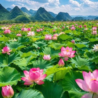 云南昆明+弥勒+普者黑景区+元阳+建水+抚仙湖8日7晚私家团 云南昆明+弥勒+普者黑景区+元阳+建水+抚仙湖8日7晚私家团
